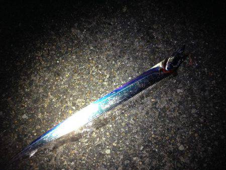 やっぱりウキ釣りはおもしろい