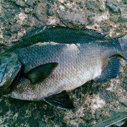 久々のグレ釣り！