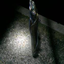 太刀魚時合い無し激渋