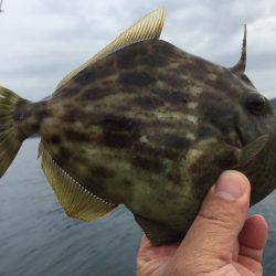 マイボートでハゲ釣り