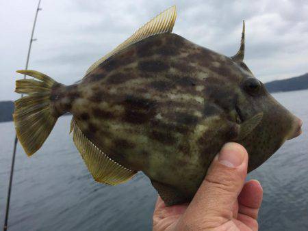 マイボートでハゲ釣り