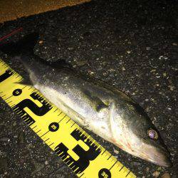 阪神間ランガン釣行