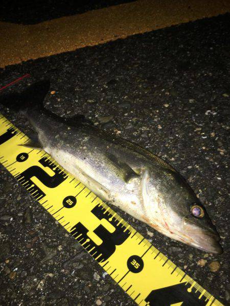 阪神間ランガン釣行