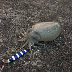 太刀魚のちコウイカ