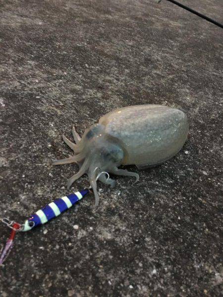 太刀魚のちコウイカ