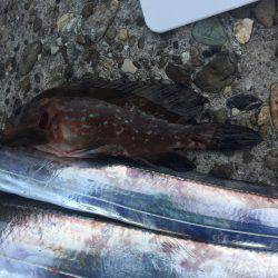 ロックフィッシュのちタチウオ