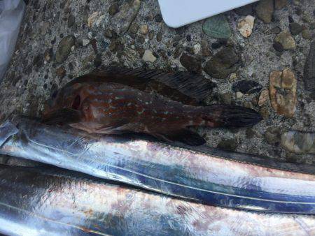 ロックフィッシュのちタチウオ