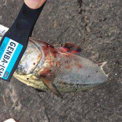 タチウオ狙いでしたが、、、