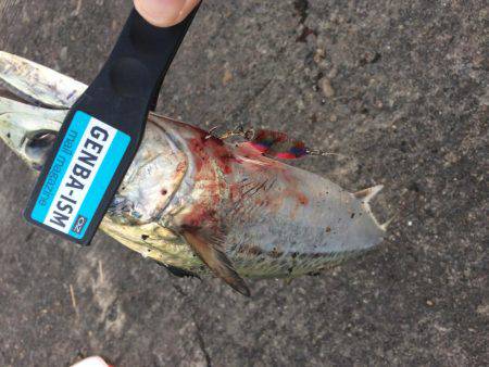 タチウオ狙いでしたが、、、