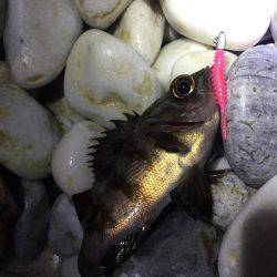 メバチャン調査