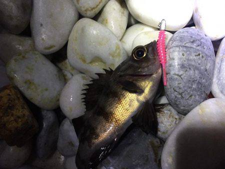 メバチャン調査