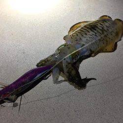 アオリキロアップGET