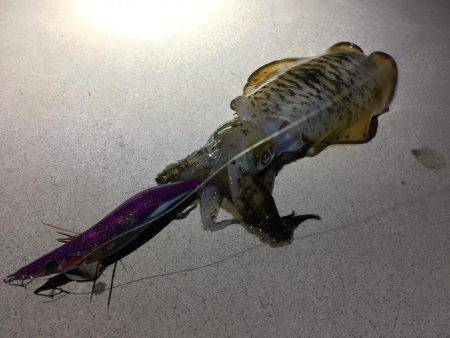 アオリキロアップGET