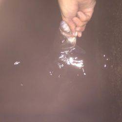 秋の夜長にシーバス