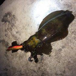 ナイトエギング