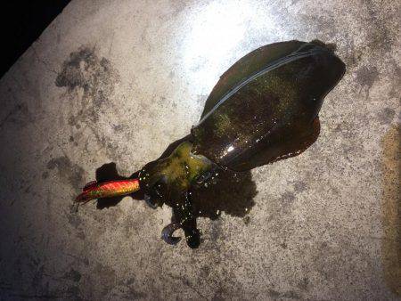 ナイトエギング