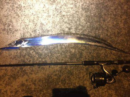 エギングのちタチウオ