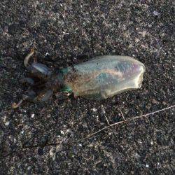 バクチョウかな？