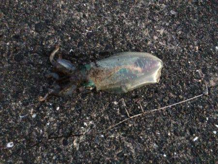 バクチョウかな？