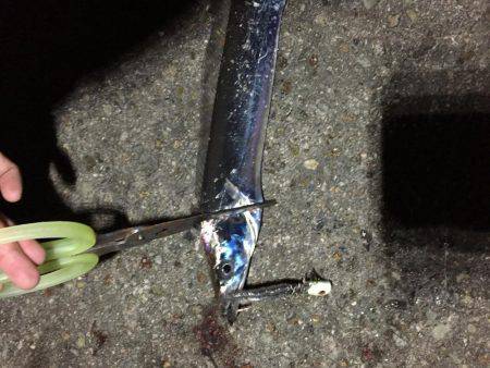 タチウオ  タコ