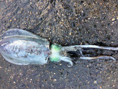 バクチョウからのバクフウ