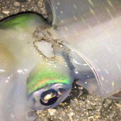 今シーズンラストアオリ！？