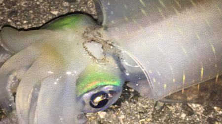 今シーズンラストアオリ！？