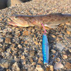 早朝のタチウオ