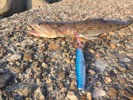 早朝のタチウオ