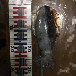 超湾内エギング