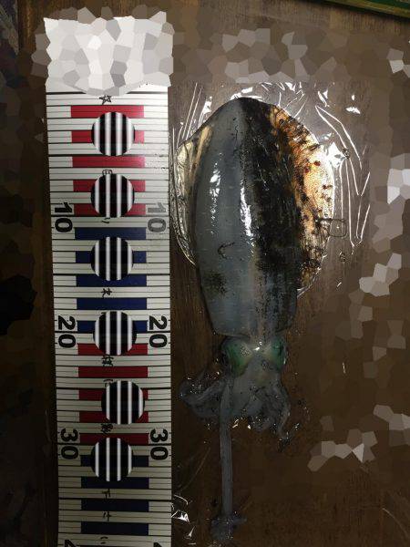 超湾内エギング