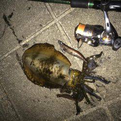 ガシリングからのエギング