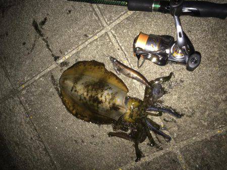 ガシリングからのエギング