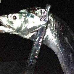 アジングのはずが…