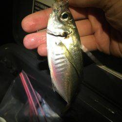 チョットだけアジング…