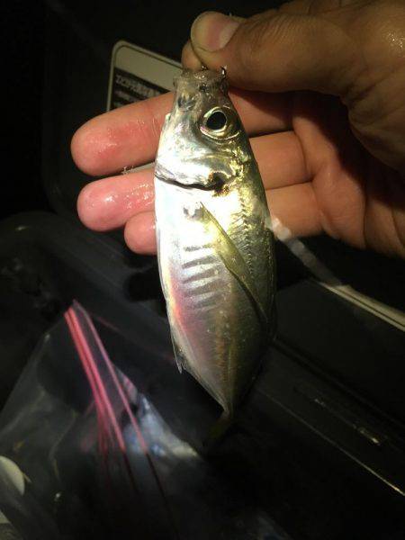 チョットだけアジング…