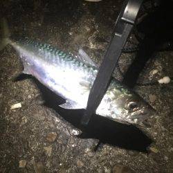 オールナイトアジング