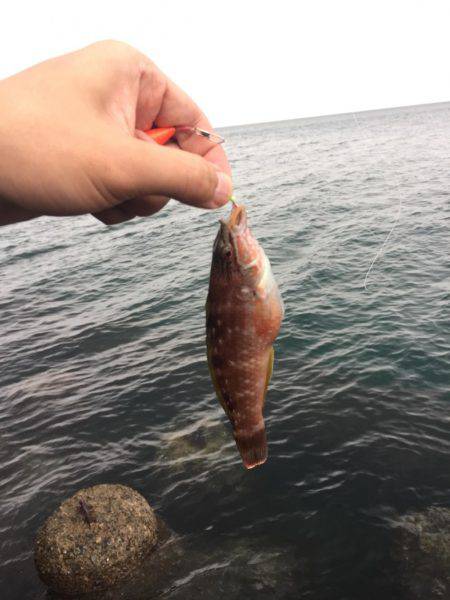 海水温の高いところで