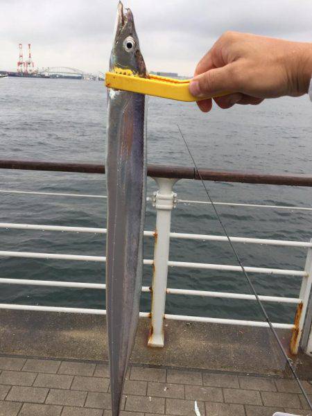 初投稿タチウオ