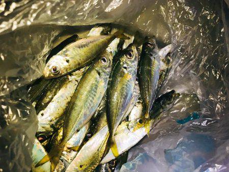 太刀魚狙いが…