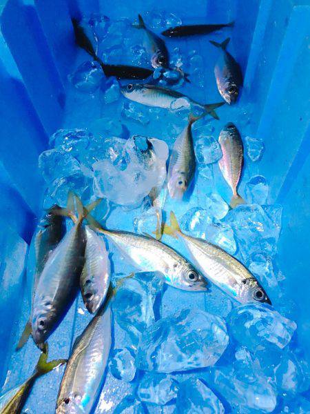 太刀魚とサビキ