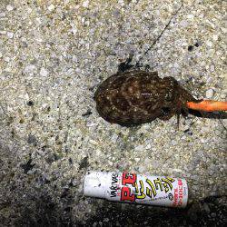 タチウオ狙いに行ったけど