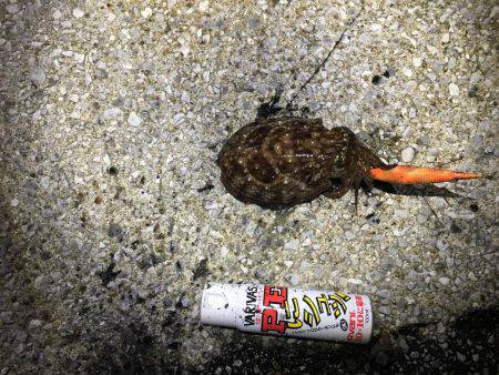 タチウオ狙いに行ったけど