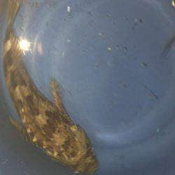 はじめてのヒラメ