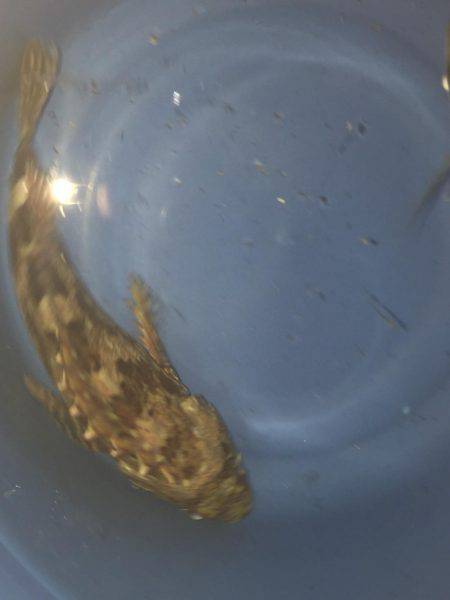 はじめてのヒラメ