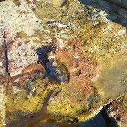 今回は良く釣れた・・アオリイカ・・・他・・・