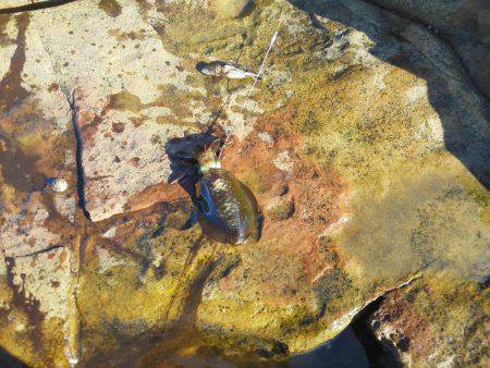 今回は良く釣れた・・アオリイカ・・・他・・・