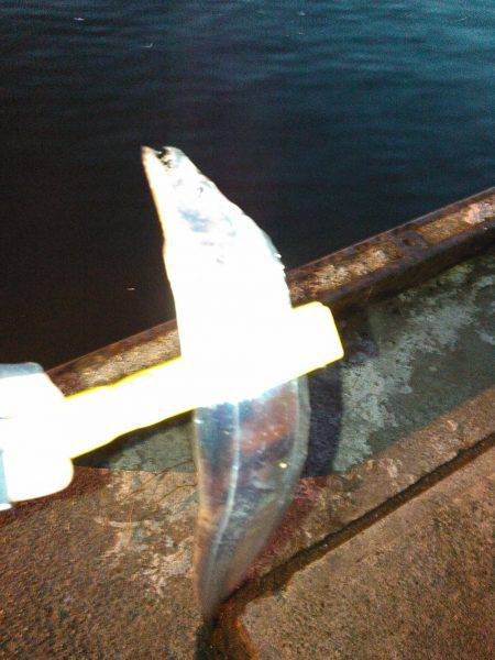 タチウオ&アジング