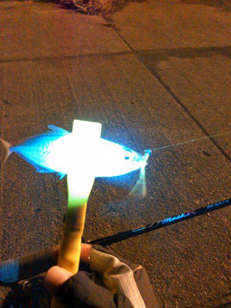 タチウオ&アジング