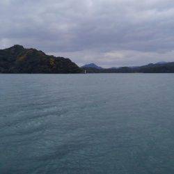 サゴシ釣れたー